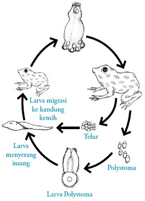 Metamorfosis katak