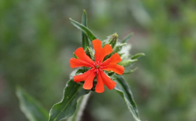 Maltese Cross Flowers Pictures