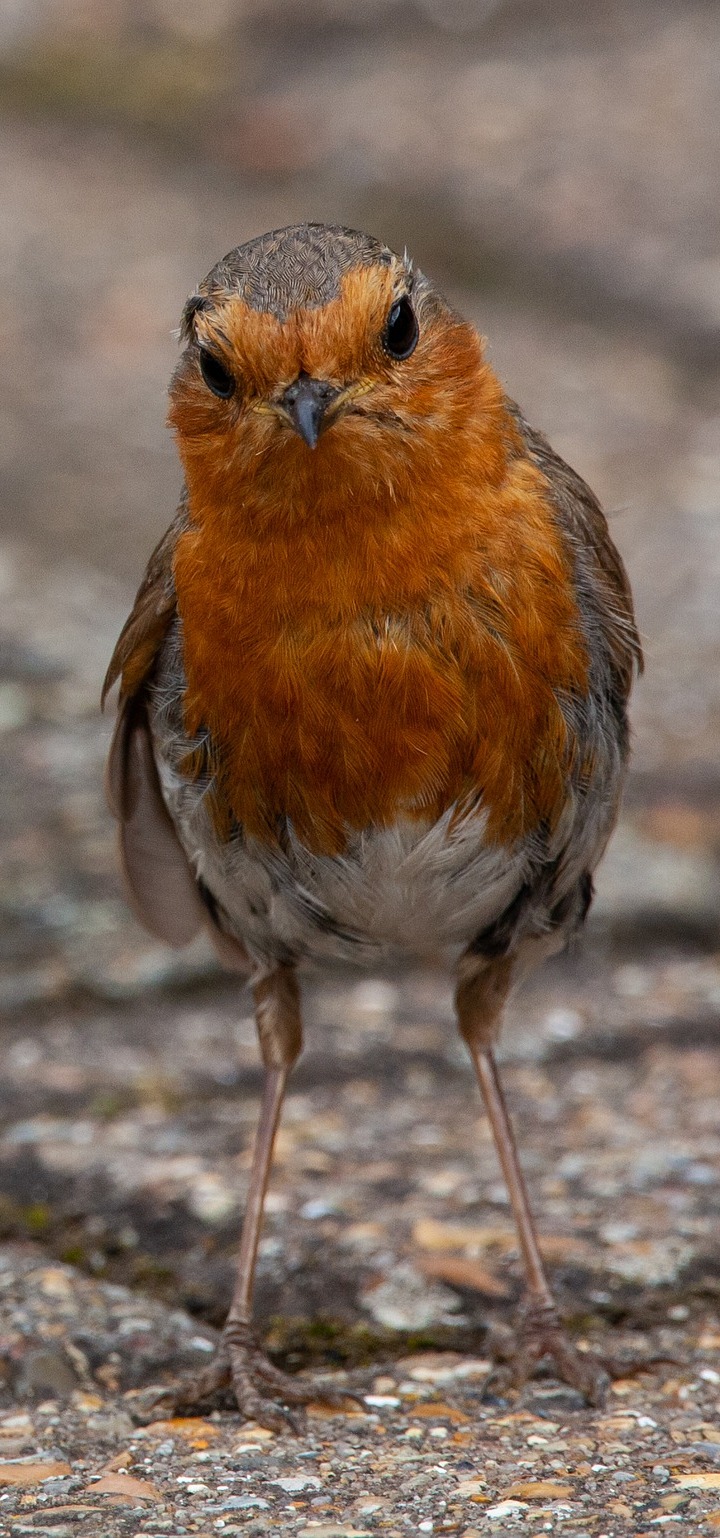 A robin redbreast.