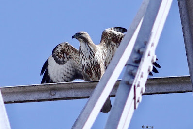 Common Buzzard