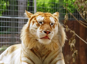 WOW Unik Golden Tabby Tiger Harimau Berjalur Emas 5 
