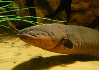 Poraquê