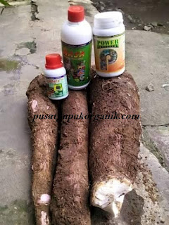 agar tanaman singkong berbuah banyak, www.pusatpupukorganik.com