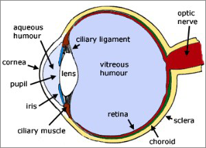 Front Sight Focus - Eye Diagram