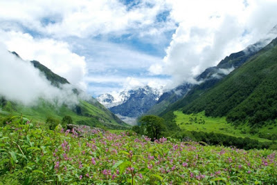  Spring flavor is around the corner in addition to each i of us looks frontward to seeing flowers blo IndiaTravelDestinationsMap: INDIA TRAVEL - ALL ABOUT VALLEY OF FLOWERS NATIONAL PARK UTTARAKHAND