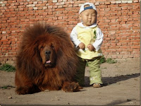 Chien Lion Le Plus Cher Du Monde