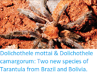 https://sciencythoughts.blogspot.com/2017/12/dolichothele-mottai-dolichothele.html