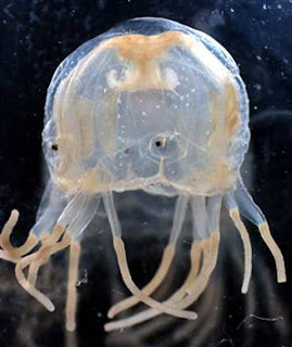 Beautiful_Jellyfish