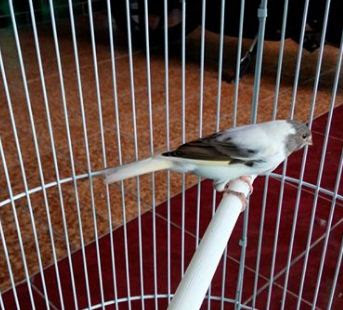 Suara Merdu Kicau Burung Kenari Panda Simetris Putih Abu Info Burung Kenari Panda Simetris Putih Abu Gacor: Foto & Video