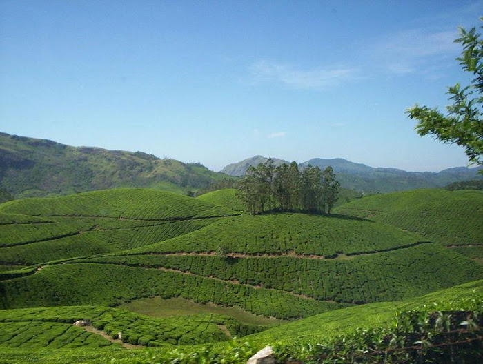 Munnar - Beauty and Greeny Place in Kerala,India...