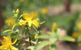 Hypericum Flowers