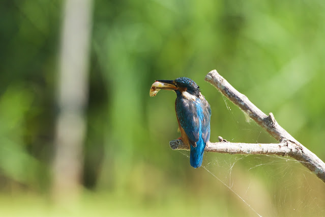 RSPB Rye Meads - Common Kingfisher छोटा किलकिला, राम चिरैया, शरीफन, निता मछराला  (Alcedo atthis)