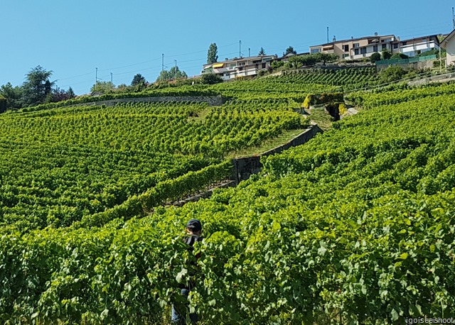 Hiking the Wine Trail of Lavaux - Route Petite-Corniche