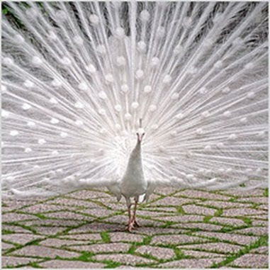 white peacock wedding cake image