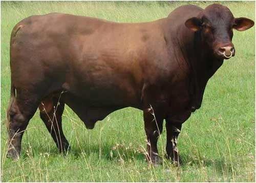 Sapi Santa Gertrudis