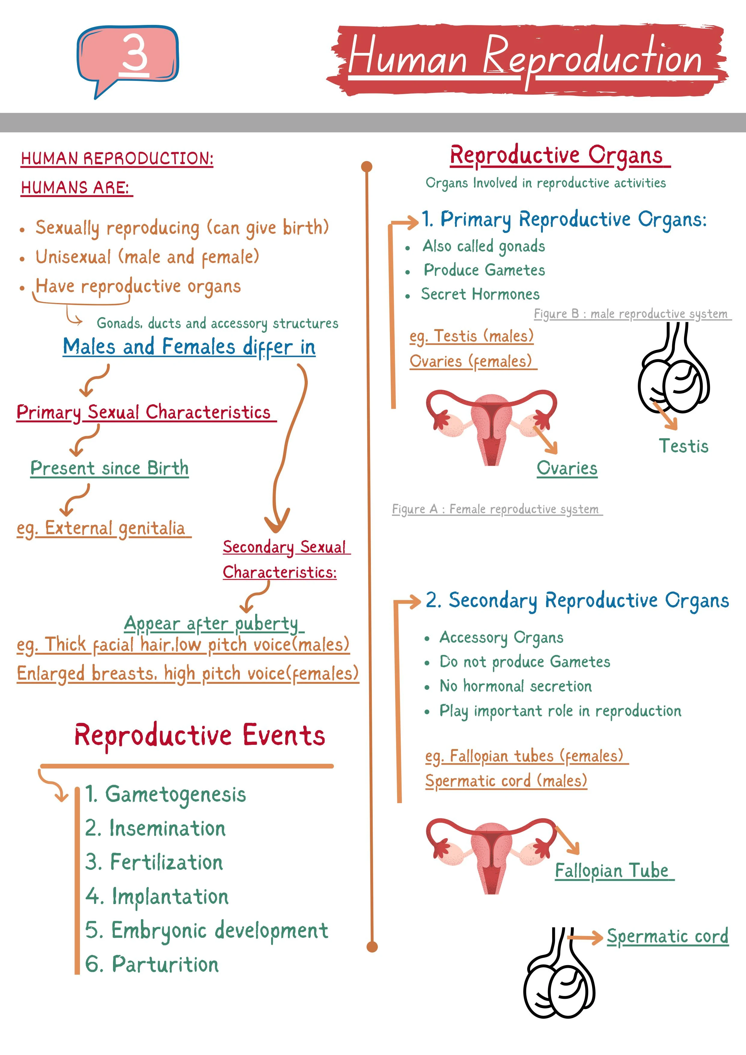 Human Reproduction NCERT NOTES