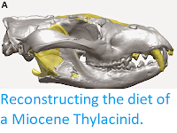 https://sciencythoughts.blogspot.com/2014/04/reconstructing-diet-of-miocene.html