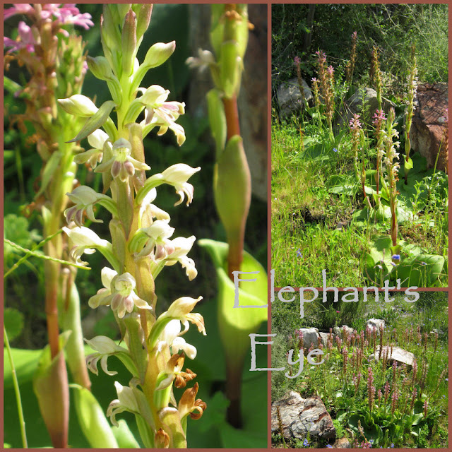 Satyrium orchids August 2010