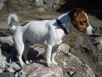 Jack Russell Terrier