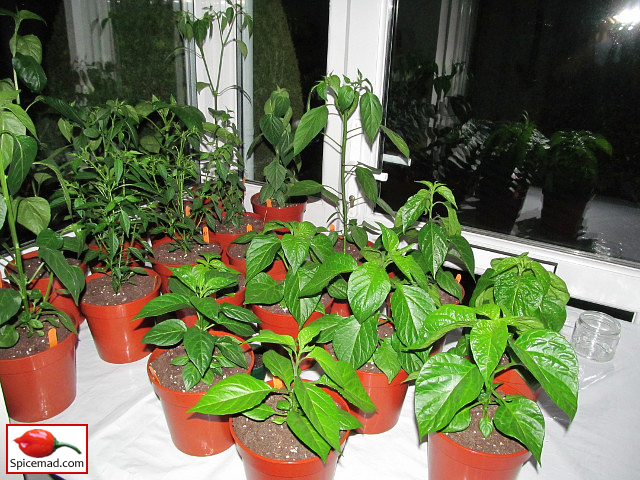Chilli Plants in the Porch - 1st May 2022