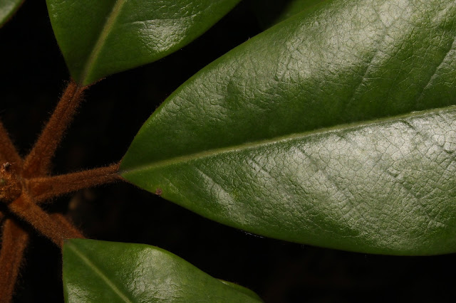 Magnolia rufibarbata