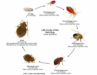 What are bed bugs? and Are they dangerous?