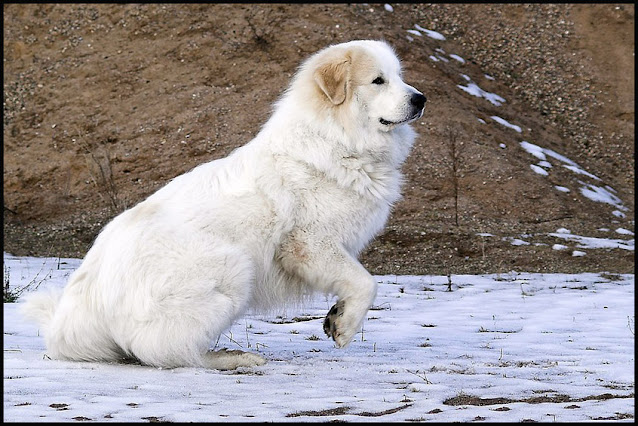 Great Pyrenees Dog Breed Information - Top 10 Facts | History, Size, Shedding, Colors, Exercise, Appearance  