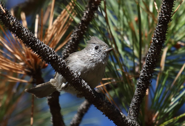 Oak Titmouse