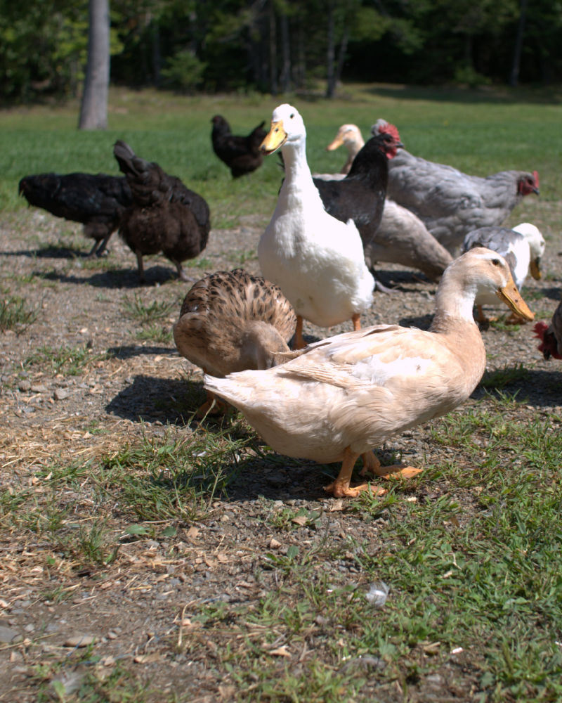 Geese vs. Ducks (and Other Poultry) - Backyard Poultry