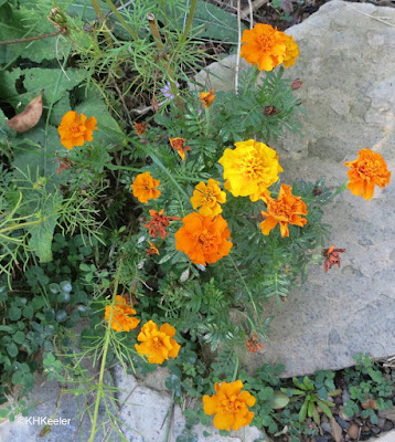 marigolds, Tagetes