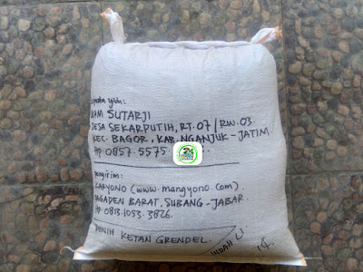 Benih Ketan Pesanan   IMAM SUTARJI Nganjuk, Jatim.  (Benih Sesudah di Packing)