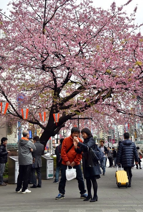 hanami