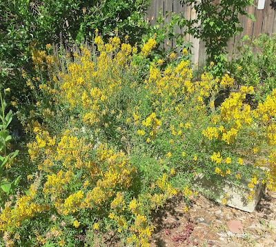 dyer's greenweed, Genista