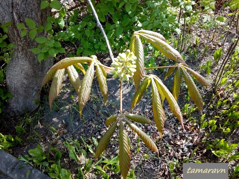 Конский каштан голый / Конский каштан гладкий (Aesculus glabra)