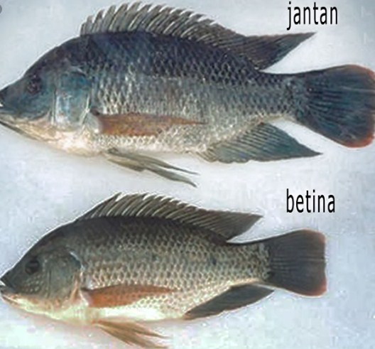 ikan nila jantan dan betina