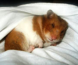 hamster tiernos durmiendo 