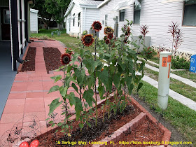 Creating Curb Appeal with a Side Yard Garden of Sunflowers