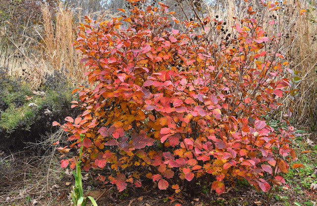 Fothergilla 'Mt. Airy' fall foliage