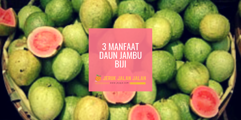 3 Manfaat Daun Jambu Biji Selain Untuk Obat Demam Berdarah 