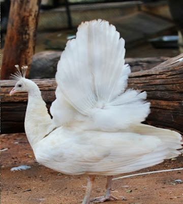 Lovely close white peacock allfreshwallpaper