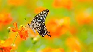 free images 4k butterfly
