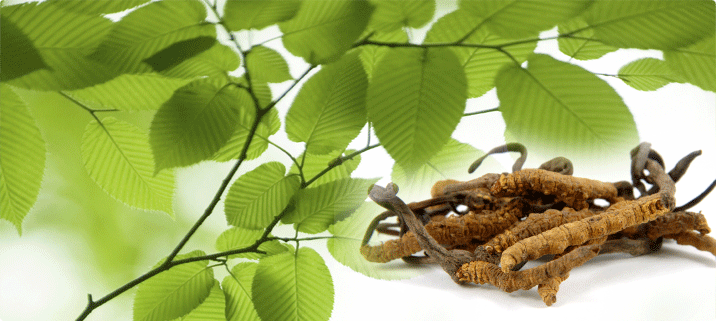 Suci-codelink: Cordyceps Sinensis