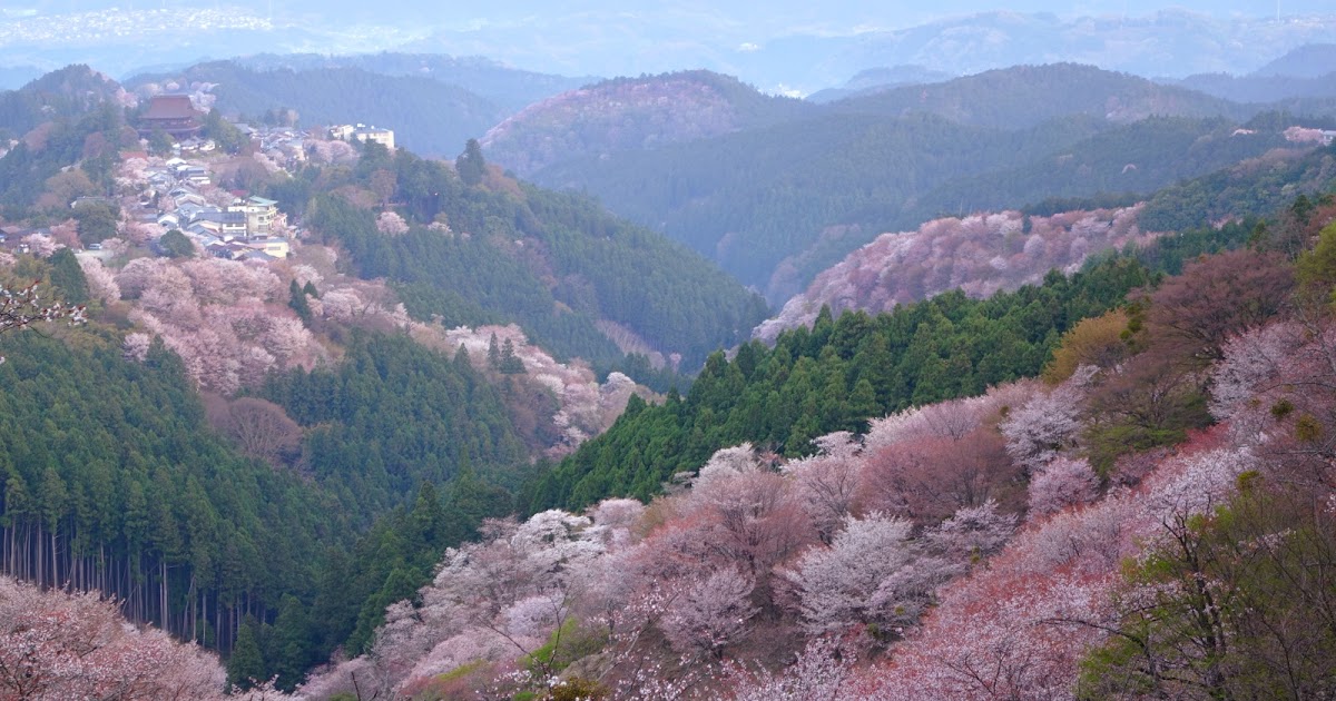 早朝から吉野山の桜を見に車で行く おでかけスポット情報局