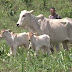 Vaca dá à luz bezerros gêmeos idênticos na região oeste da Bahia
