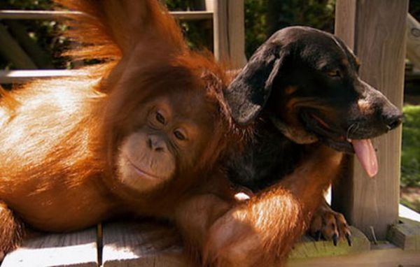 orangutan memeluk anjing