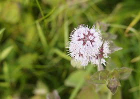 wildflowers in the sunshine