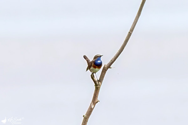 White-spotted bluethroat