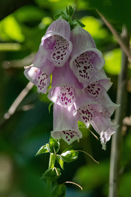 Purple Foxglove, Camp Forever Young