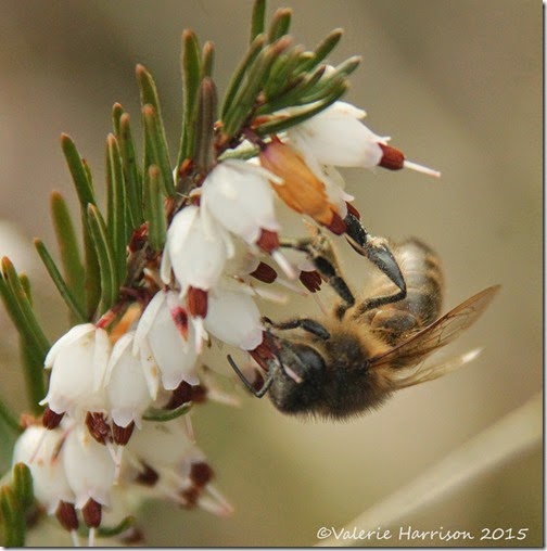 10-bee