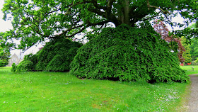 Parkanaur Forest Park Parasol Beech Trees